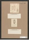 Navicula emphisbaena var. fuscata (Schum.) Grun. (de-Toni-Nr.: Genus 1, Species 516) Zeichnungen Sammlung Grunow Nr. 1049 (NHMW-BOT-W0367591)